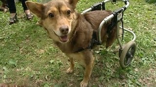Они ищут дом! В Минске устроили праздник для «бесхозных» кошек и собак Они ищут дом! В Минске устроили праздник для «бесхозных» кошек и собак