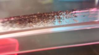 ディノ伝説育ててみたpart1 Youtube