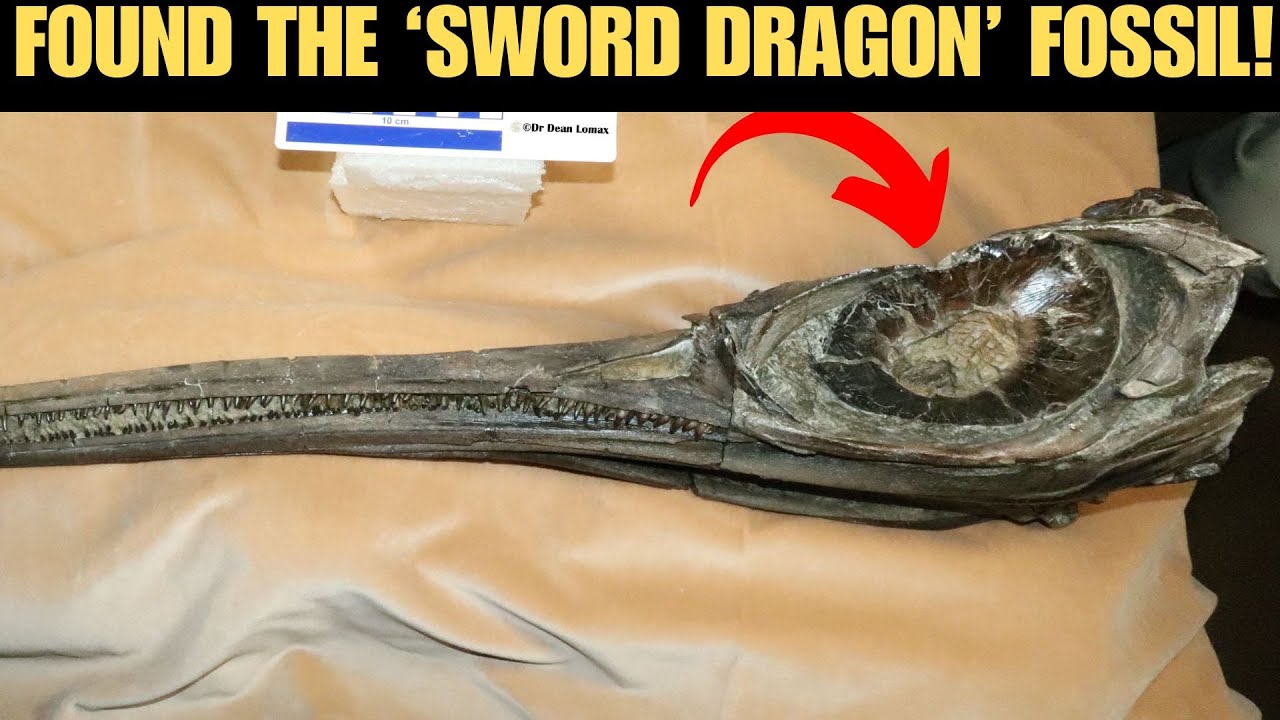 На побережье Дорсета найдены окаменелости, принадлежащие уникальному виду «мечевидного дракона».