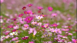 SEIRING SEJALAN SHARIFAH AINI & BROERY KARAOKE UNTUK LELAKI