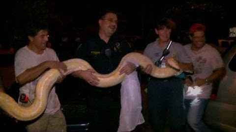 Florida man finds 13-foot albino python in his shed