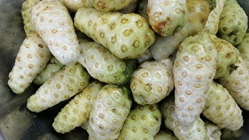 THẦN DƯỢC TRỊ ĐƯỢC NHIỀU BỆNH NONI JUICE ( NƯỚC ÉP TRÁI NHÀU )