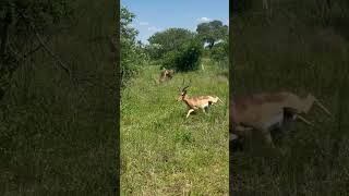 Buck Make An Incredible Escape While Being Hunted By A Leopard