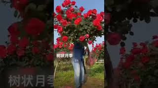 اجمل فيديو عن الزهور