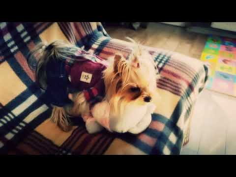 გიჟდებიან ერთმანეთზე :D