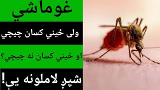 غوماشي ولی ځيني کسان چيچي او ځيني کسان نه چيچي؟ شپږ لاملونه يې