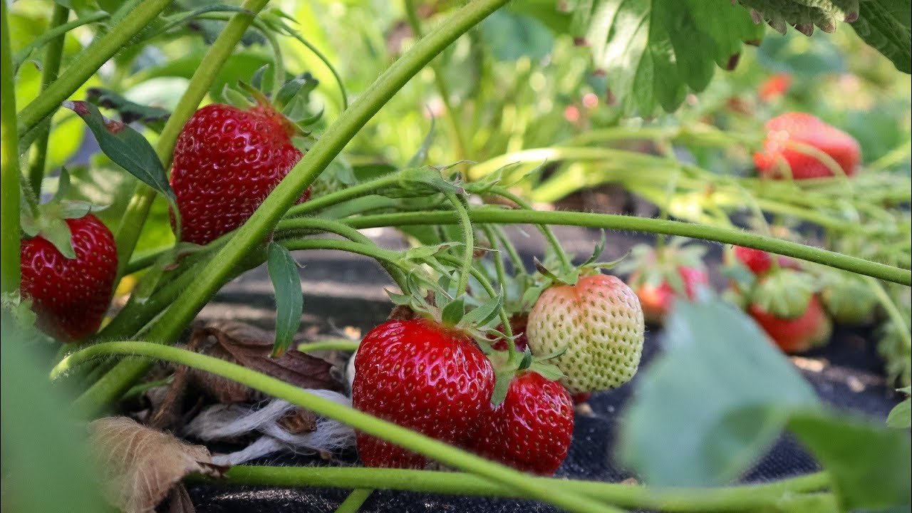 Лекція 2026:Обробки і підживи полуниці до Першого Врожаю.Підхід який Працює