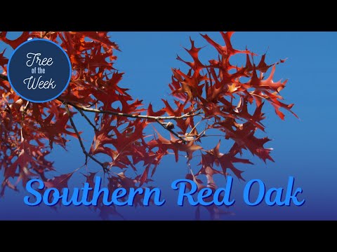 Tree of the Week: Southern Red Oak