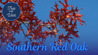 Tree of the Week: Southern Red Oak