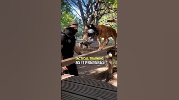 This is how dogs go through Tactical Training 🤯