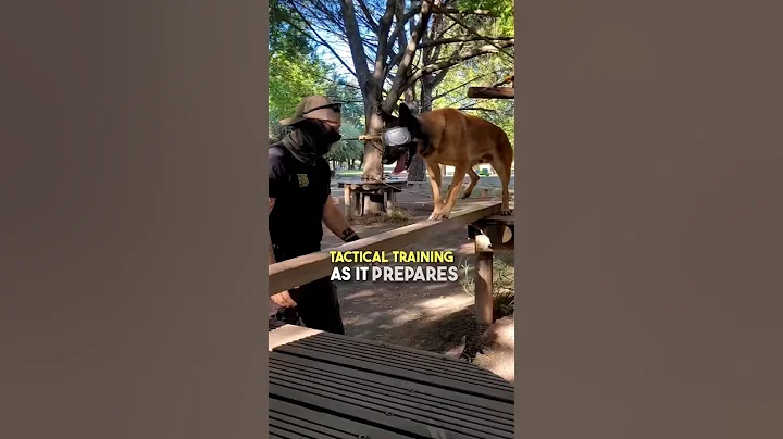 This is how dogs go through Tactical Training 🤯
