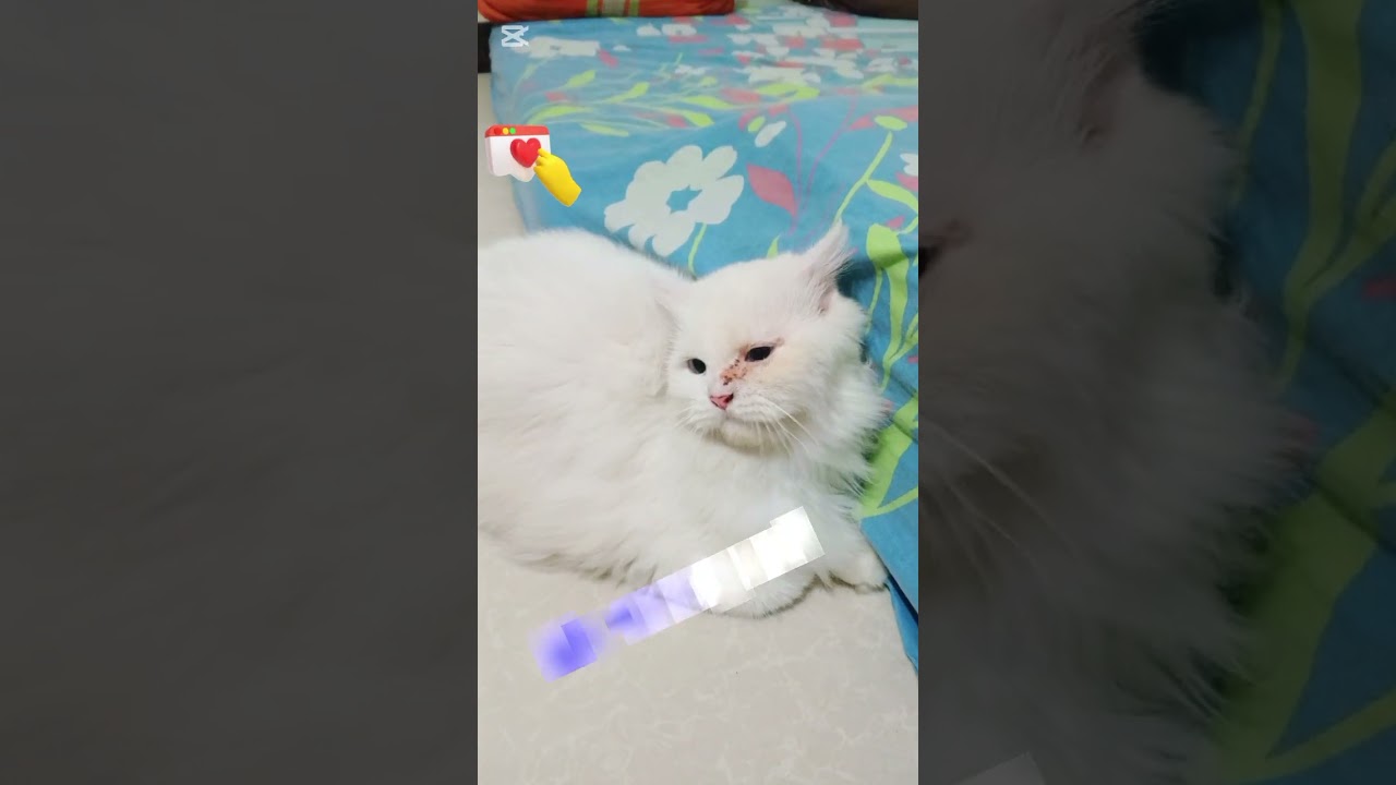 Funny Cat Punishment 