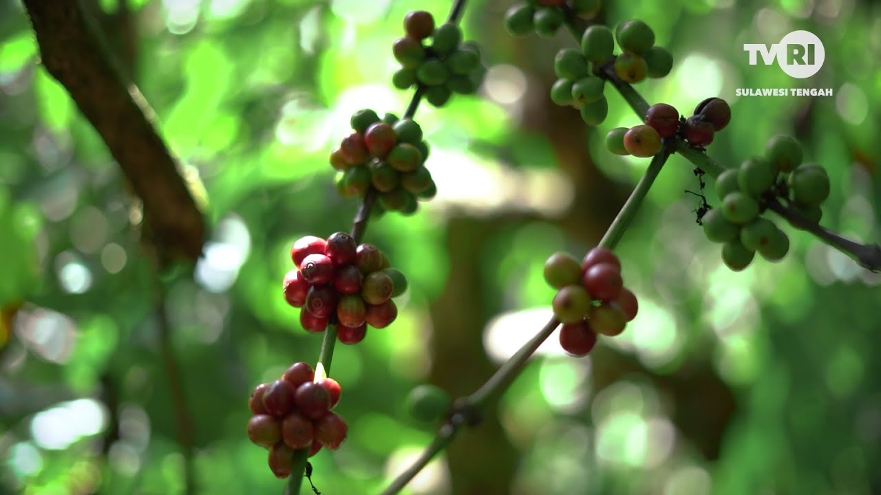 Pesona Indonesia - Toratima