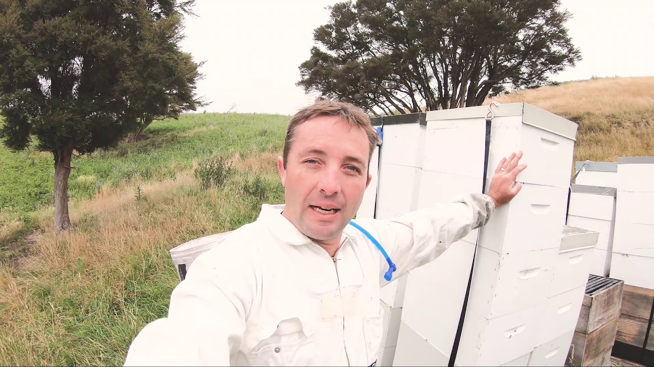 Collecting Kanuka Honey from Hawkes Bay