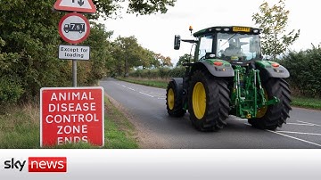 Experts warn bird flu has slipped 