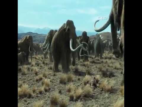 Video: Penduduk Tertua Rusia Memburu Gajah Dan Jerapah - Pandangan Alternatif