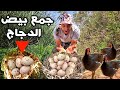 الحياة البرية رحلة جمع بيض دجاج الماء