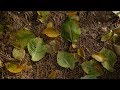 Wanderung - Herbst im Löcknitztal