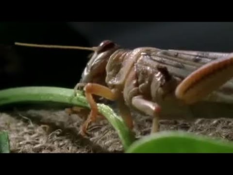 watershed Chaos and Pharaoh | Nile | BBC