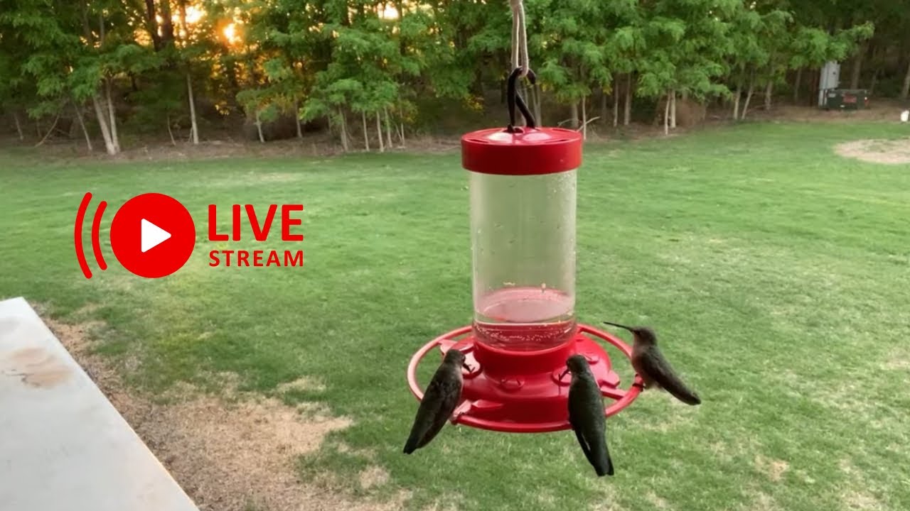 Hummingbird Feeder Live (Oklahoma 81423) YouTube