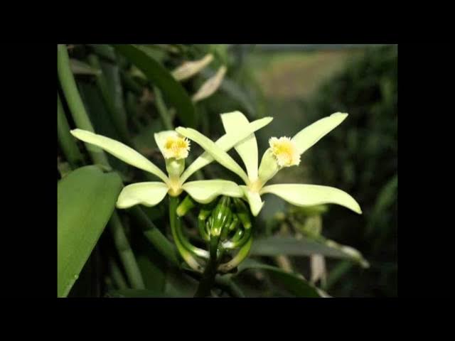 Fleurs de Vanille de TAHITI