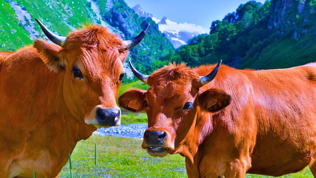 Peaceful Farm Ambience With Farm Animals 🐓 | Uplifting Country Music 🌝To Relax, Study, Focus, Work