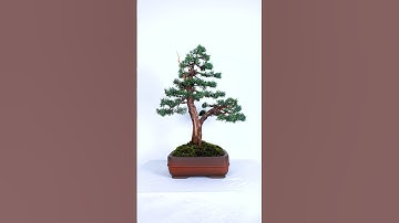Unreal Juniper Bonsai Styling!