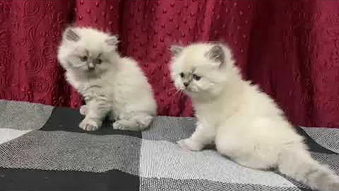 Watch the video about Himalayan blue eyes kitten for sale in Delhi ncr - 7428876405