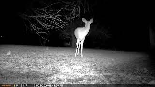 Insane Night Clarity! GardePro X60 Pro Max Trail Camera Review &amp; Deer Footage 20260331 Q