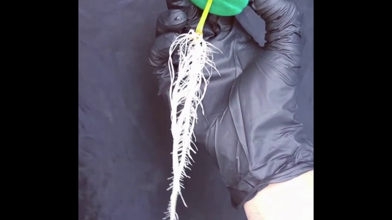 Ghost of Leeroy W/ PermaClone.com