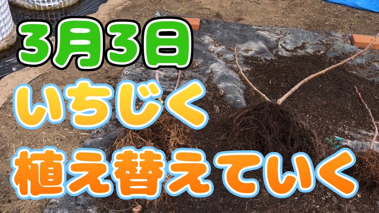 いちじくの植え替え、根の確認、挿し木の経過。2024.3.3