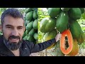 لهذا السبب لا تزرع شجرة البابايا بهذه الدول