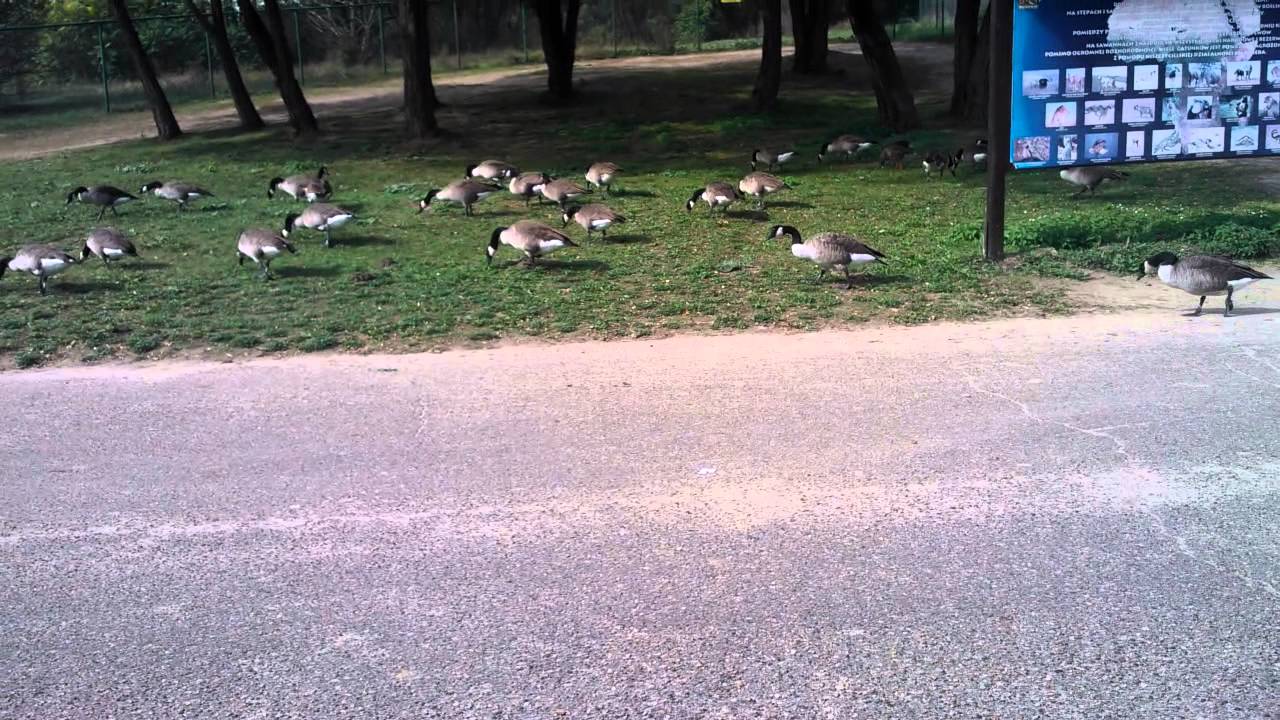 weird animals 2018 Gooses in poznan zoo