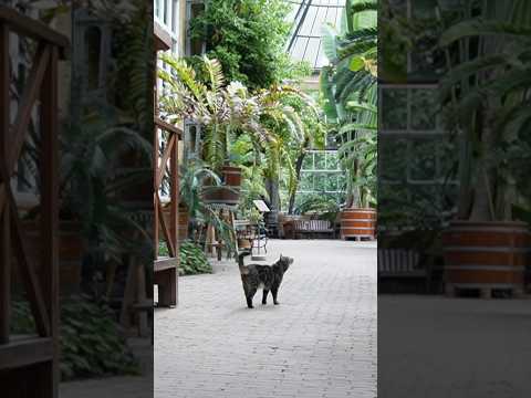 Video: Što treba raditi u botaničkom vrtu – saznajte više o aktivnostima u botaničkom vrtu