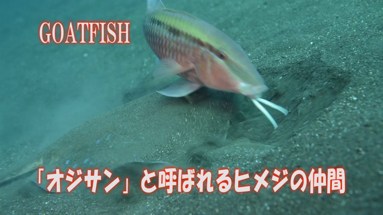 オジサン と呼ばれる魚 ヒメジの仲間 あご髭魚 おじさん Goatfish 水中映像 Youtube