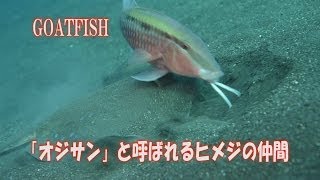 「オジサン」と呼ばれる魚 ヒメジの仲間　あご髭魚　おじさん　GOATFISH　水中映像
