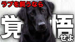 【解説】迎える前に1度見て!ラブラドールの魅力や注意点について教えます!