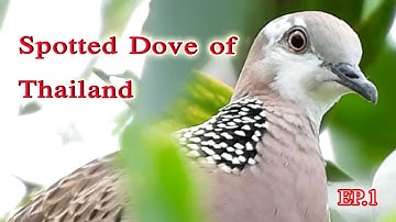 Spotted Dove of Thailand Ep.1