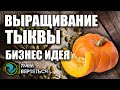 Выращивание тыквы. Бизнес идея