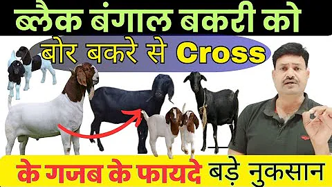 Video 11667531: bengal cross, black bengal, amazing bengal, big bengal