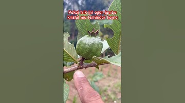 🔴 Cara sederhana agar buah jambu kristal terhindar dari hama #jambubiji #jambubatu #jambukristal
