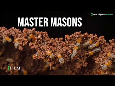 Master Masons | Termites: Not Just Pests, but Ecosystem Engineers | @RoundglassSustain​