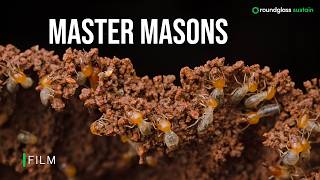 Full Master Masons | Termites: Not Just Pests, but Ecosystem Engineers |  @RoundglassSustain​ News