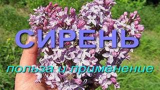 Что лечит сирень? Польза и применение сирени.