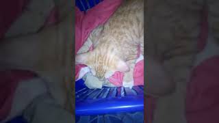 Kucing Aja Mau Mati Masih Nyebut Nama Alloh