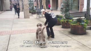 1yo Aussiedoodle "Milo" Before and After - Doodle Dog Training Raleigh Durham