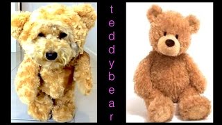 How to make TEDDY BEAR DOG COSTUME MUNCHKIN OUTFIT - DIY Dog Craft by Cooking For Dogs