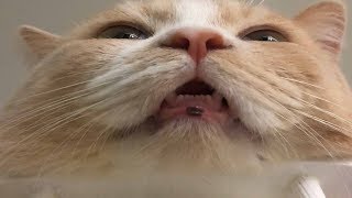 ПРИКОЛЫ С КОТАМИ смешная озвучка котики ВИДЕО ПРО КОТОВ ПРИКОЛЫ С КОТАМИ смешная озвучка котики ВИДЕО ПРО КОТОВ