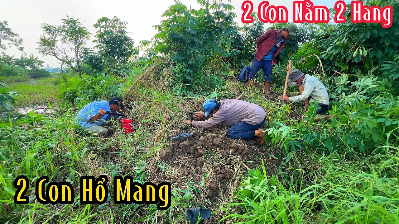 2 Con Rắn Hổ Mang Nằm 2 Hang Gần Nhau Kinh Thiệt | Mười Thương Săn Bắt ...