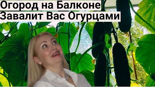 Я Обалдела! Огурцы ПЛОДОНОСЯТ КАК СУМАСШЕДШИЕ от Этих Подкормок! Огород в Городской Квартире.